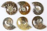 Lot: KG Madagascar Polished Ammonites (-) - Pieces #79356-3